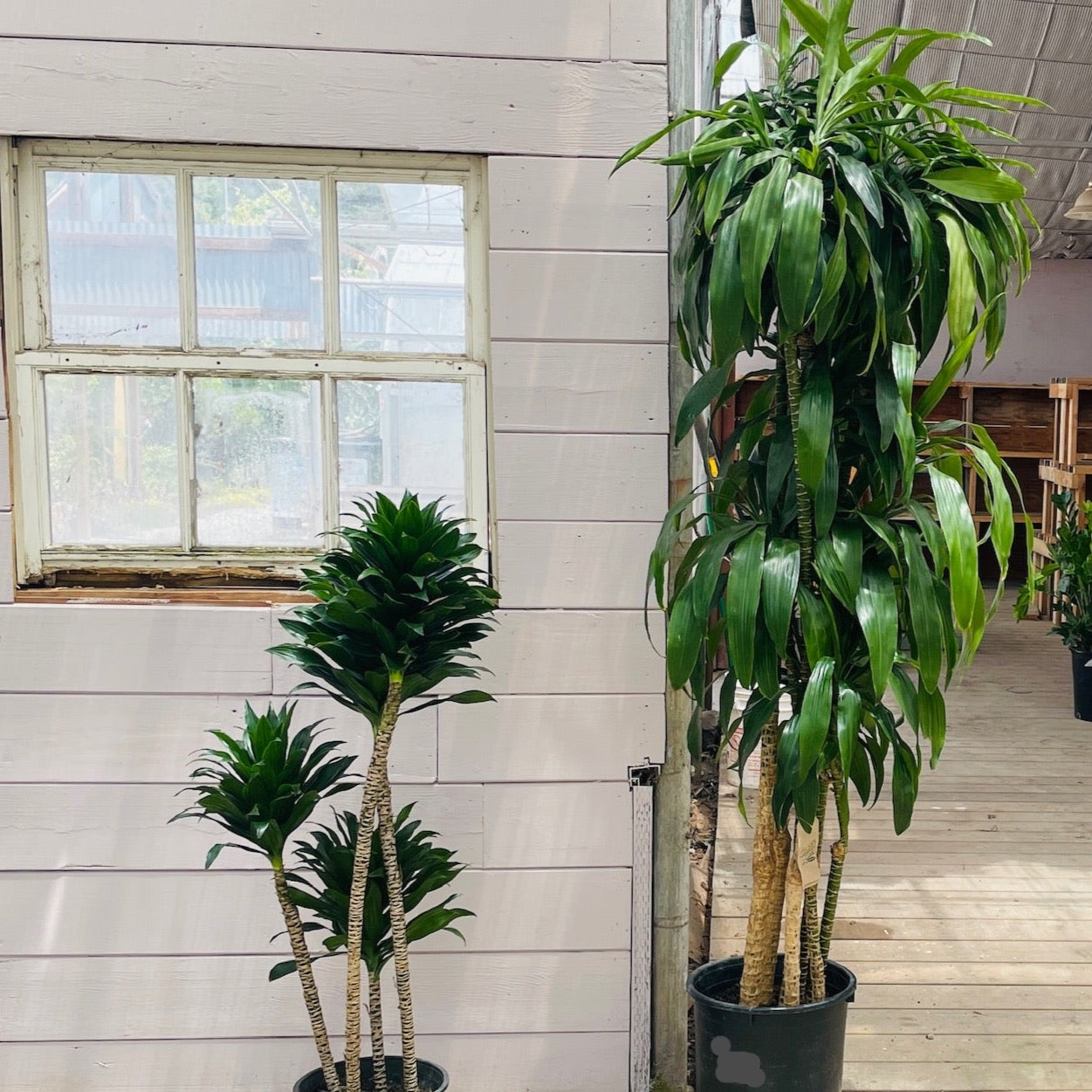 Dracaena 'Lisa' ™