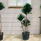 Dracaena JC Compacta