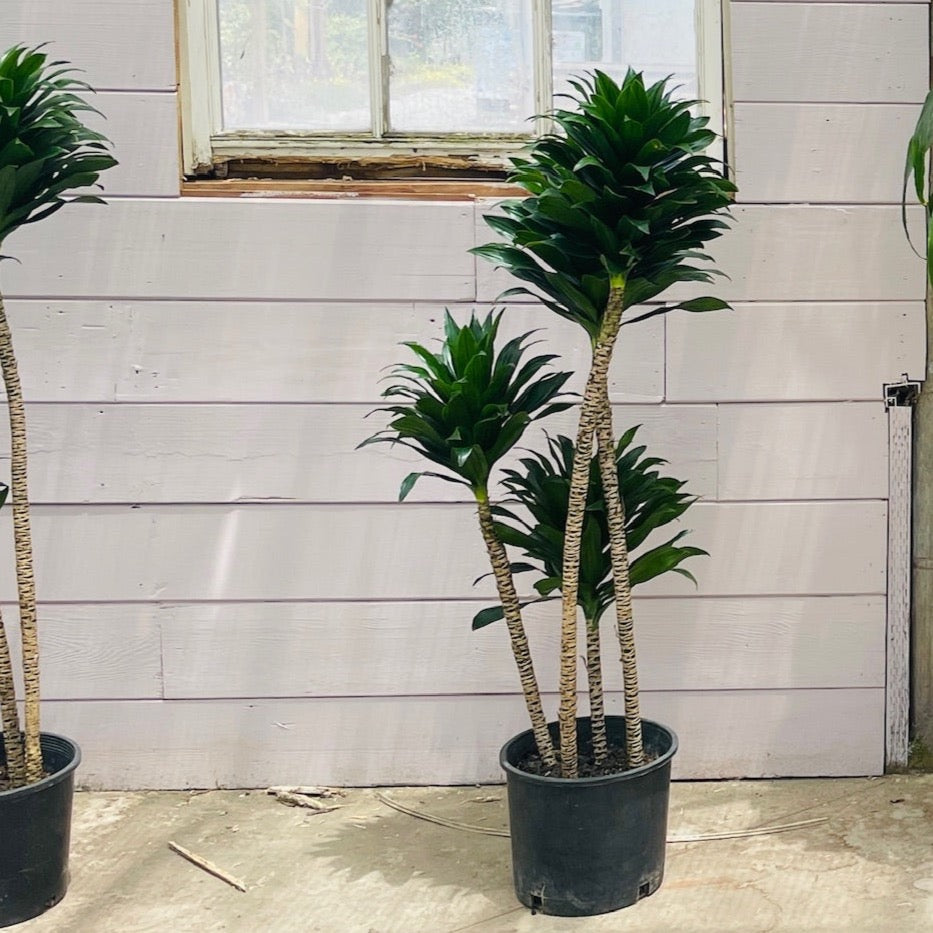 Dracaena JC Compacta