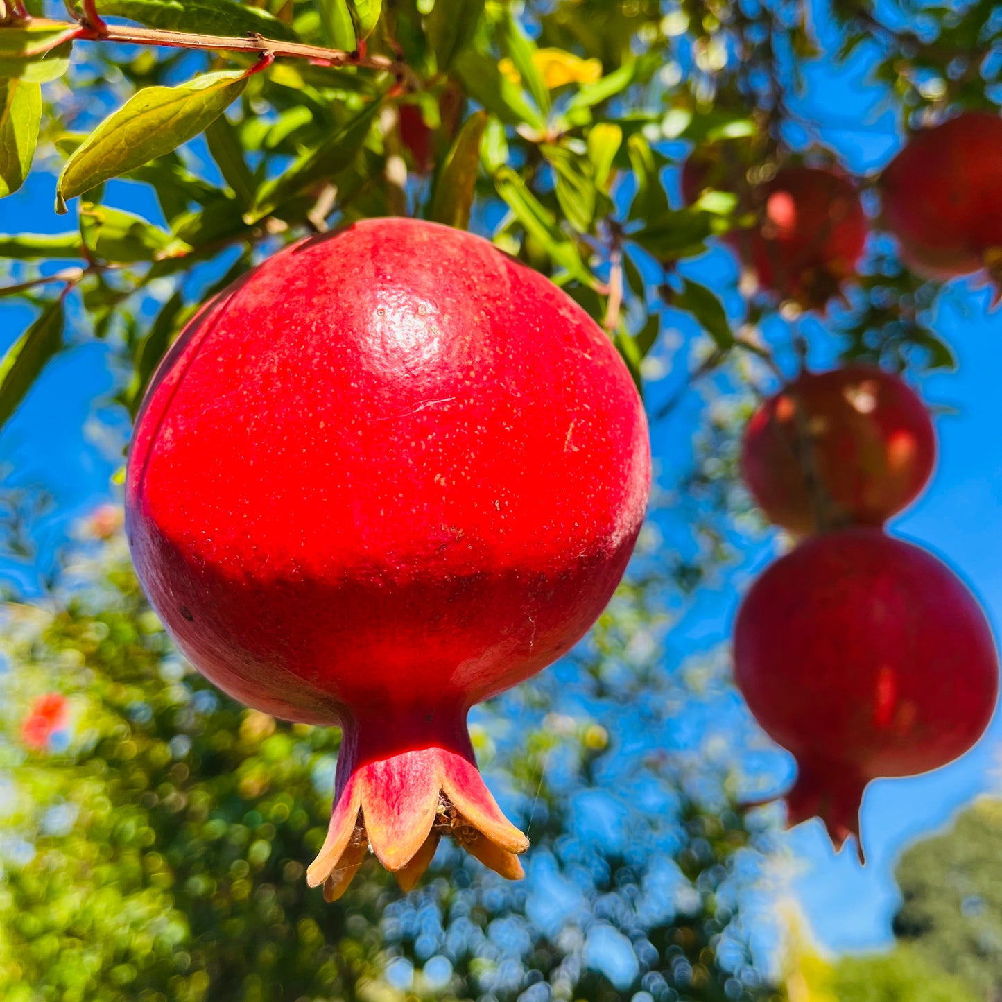 Pomegranate Tree-Wonderful Pomegranate