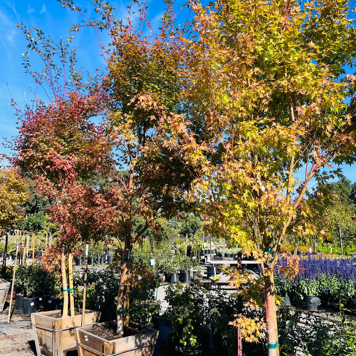 Acer palmatum - Coral Court Japanese Maple