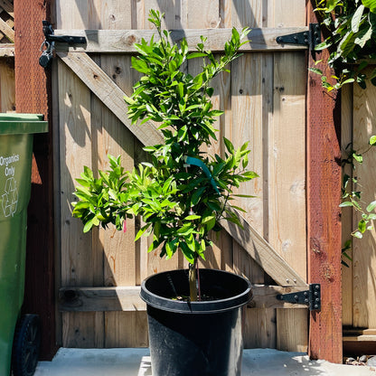 Orange Tree - Washington Navel Orange