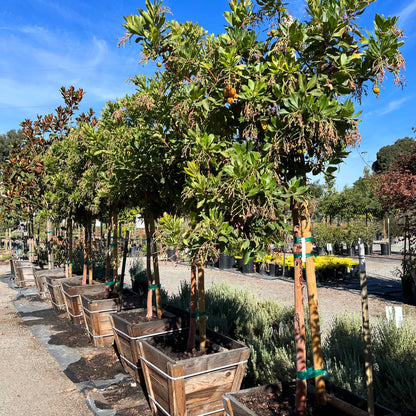 Strawberry Tree