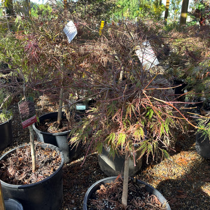 Acer palmatum - Crimson Queen Japanese Maple