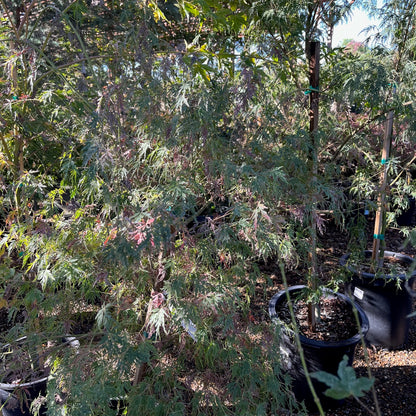 Acer palmatum-Qinglong Japanese maple