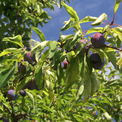 European plum-Italian prune