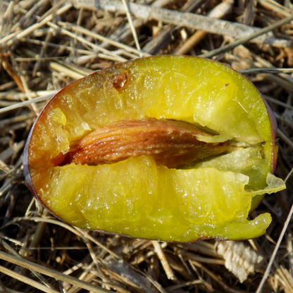 European plum-Italian prune