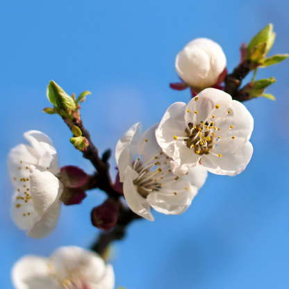 European plum-Italian prune