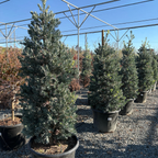 罗汉松 Icee Blue®Fern Pine