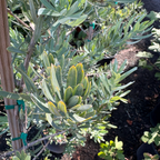 罗汉松 Icee Blue®Fern Pine