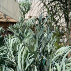 罗汉松 Icee Blue®Fern Pine