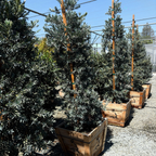 罗汉松 Icee Blue®Fern Pine