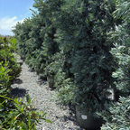 罗汉松 Icee Blue®Fern Pine