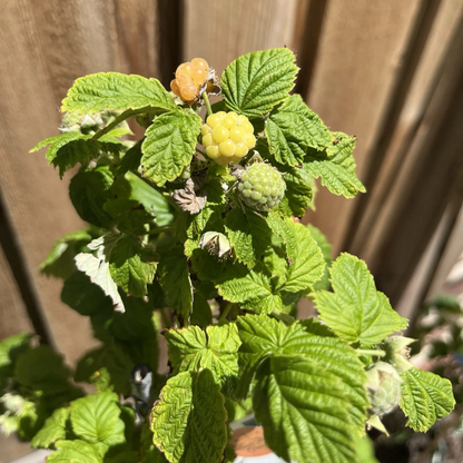 Raspberry-Cranberry Tree