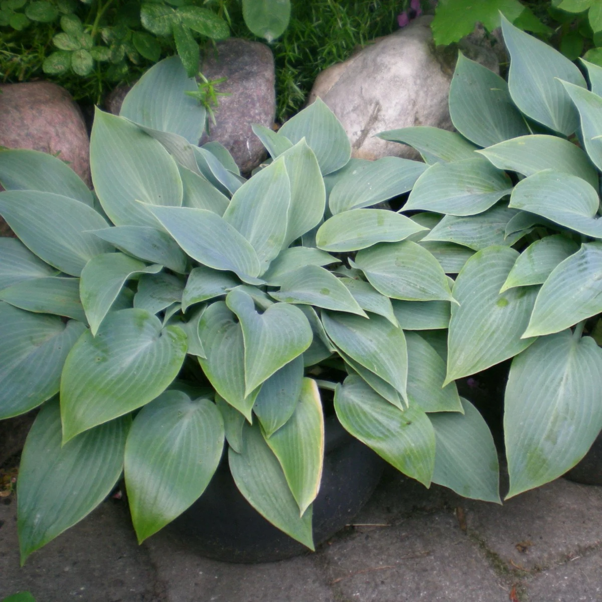 Halcyon  Plantam Lily