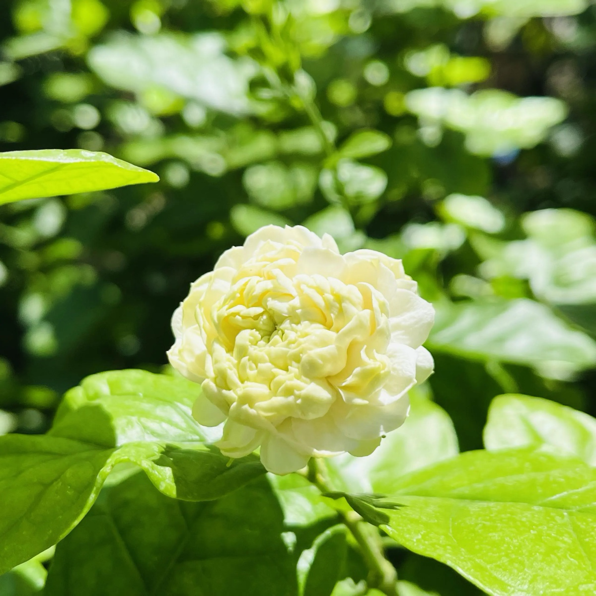 茉莉花-夏日灵魂