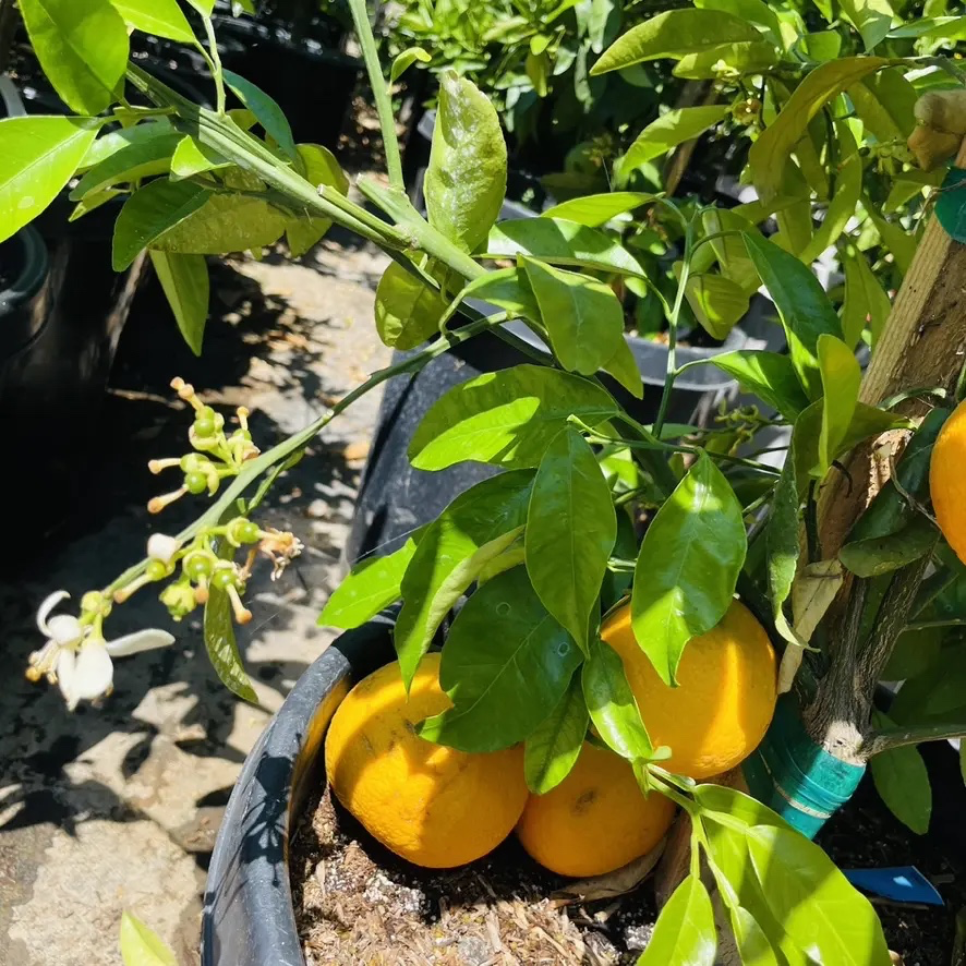 Seville Orange