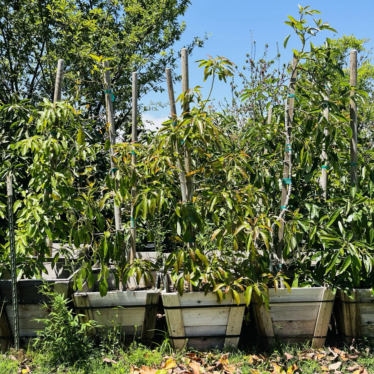 Fuerte Avocado