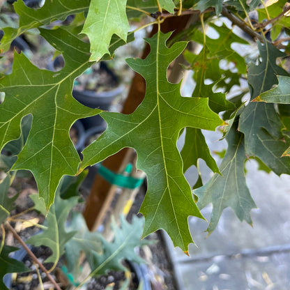 Oak - Quercus alba