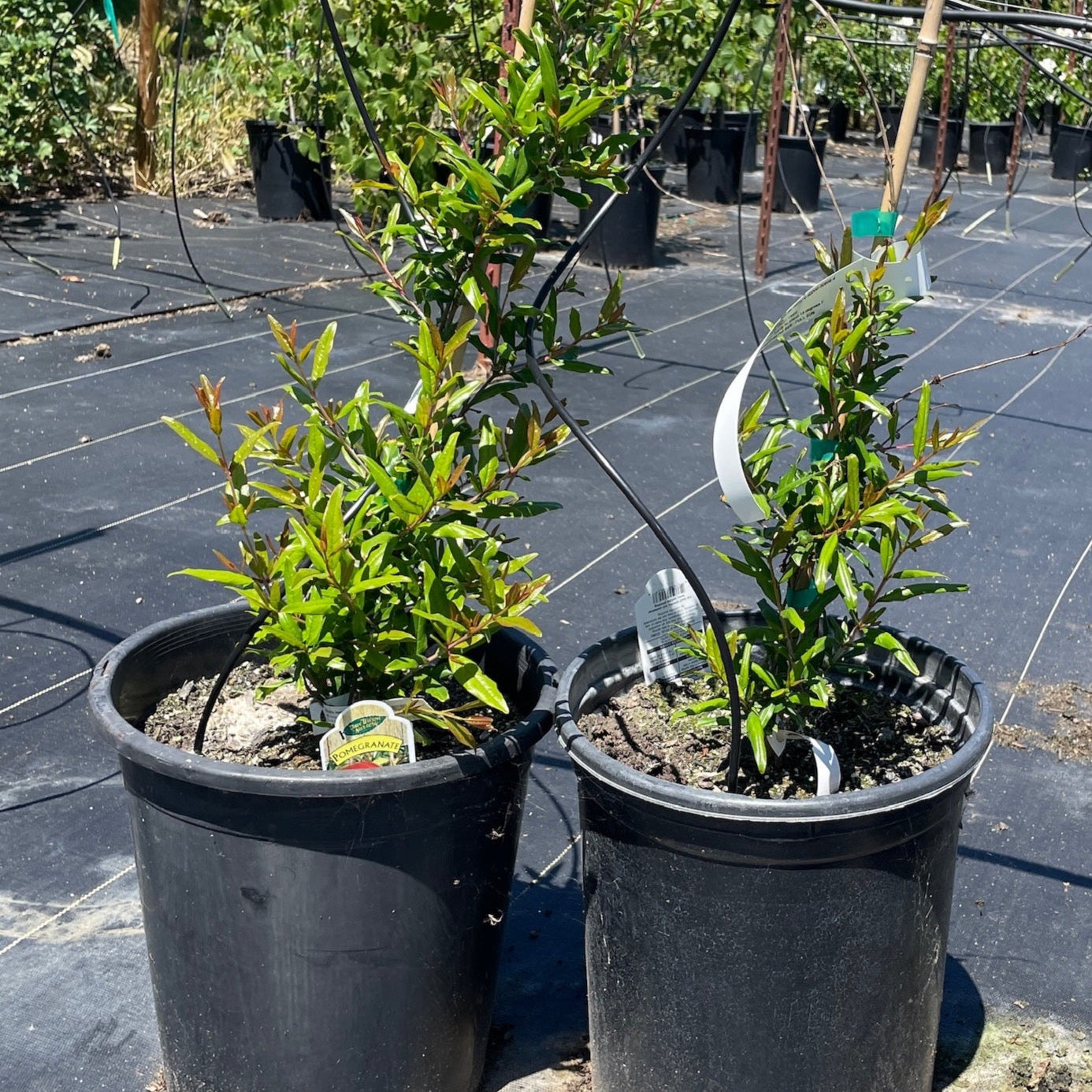 Pomegranate Tree - Punica granatum 