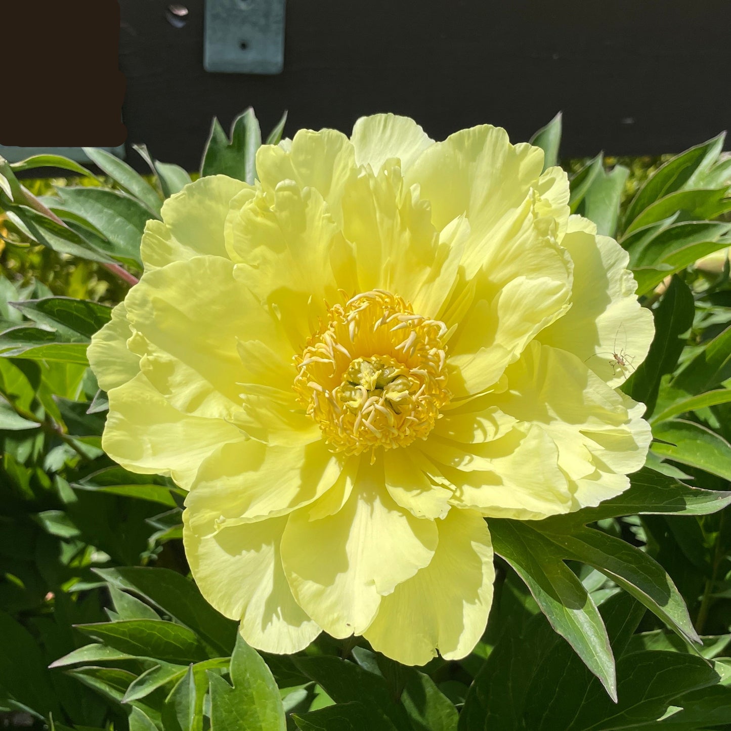 Peony flower-Beauty Ito