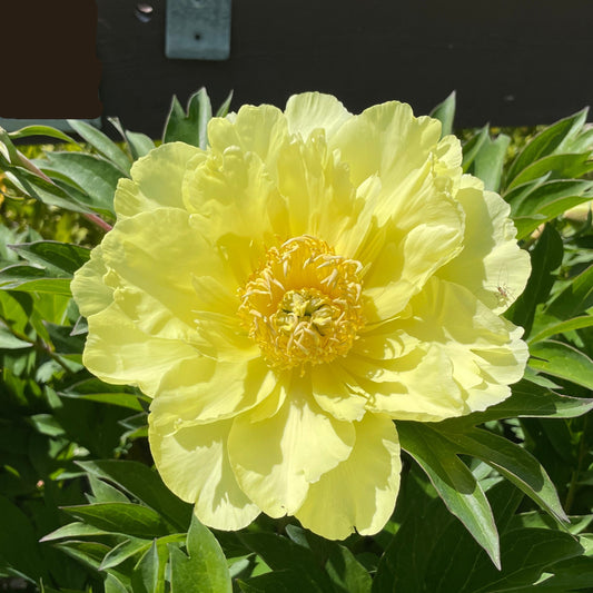 Peony flower-Beauty Ito