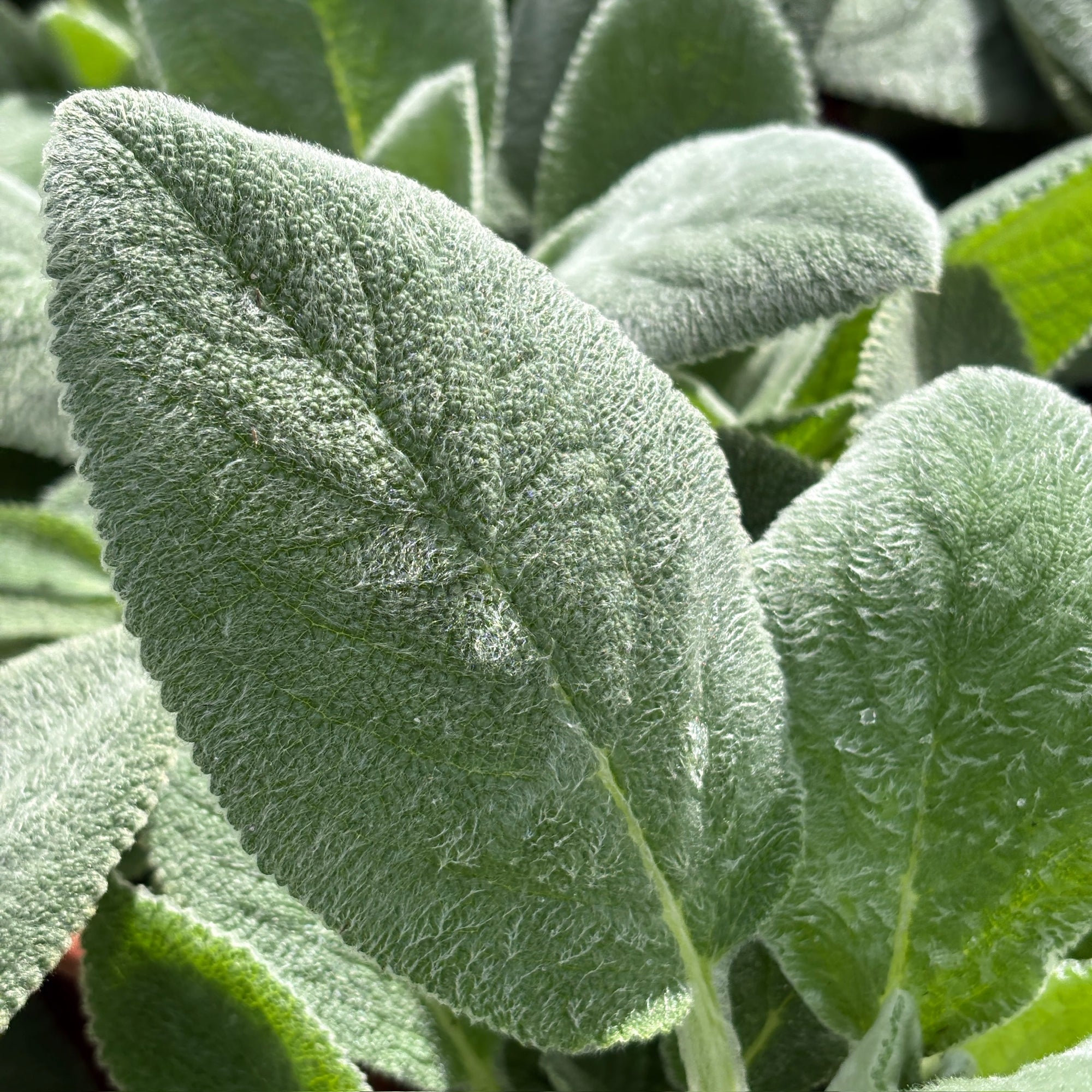 Silver Carpet Lamb's Ear