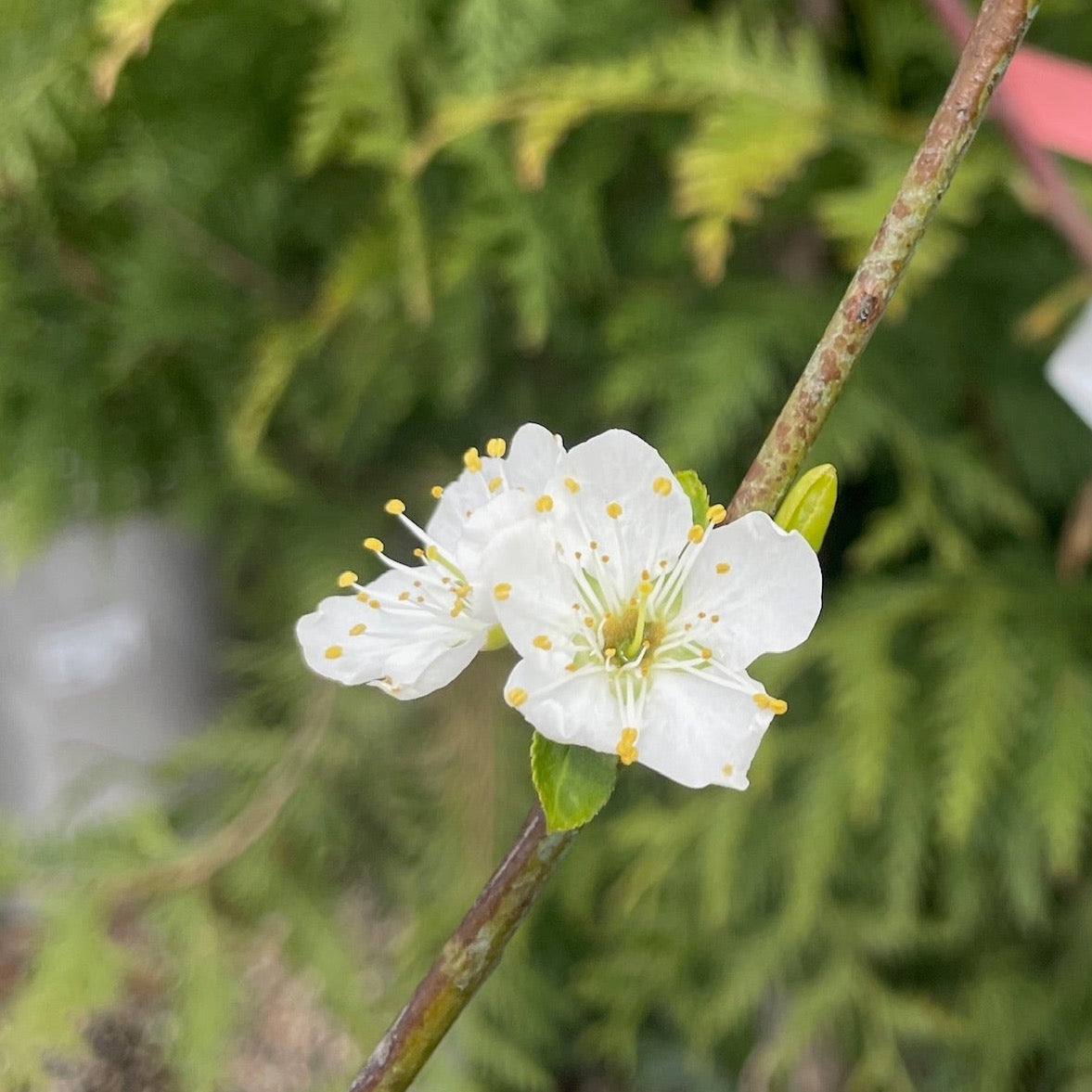 Elephant Heart Japanese Plum
