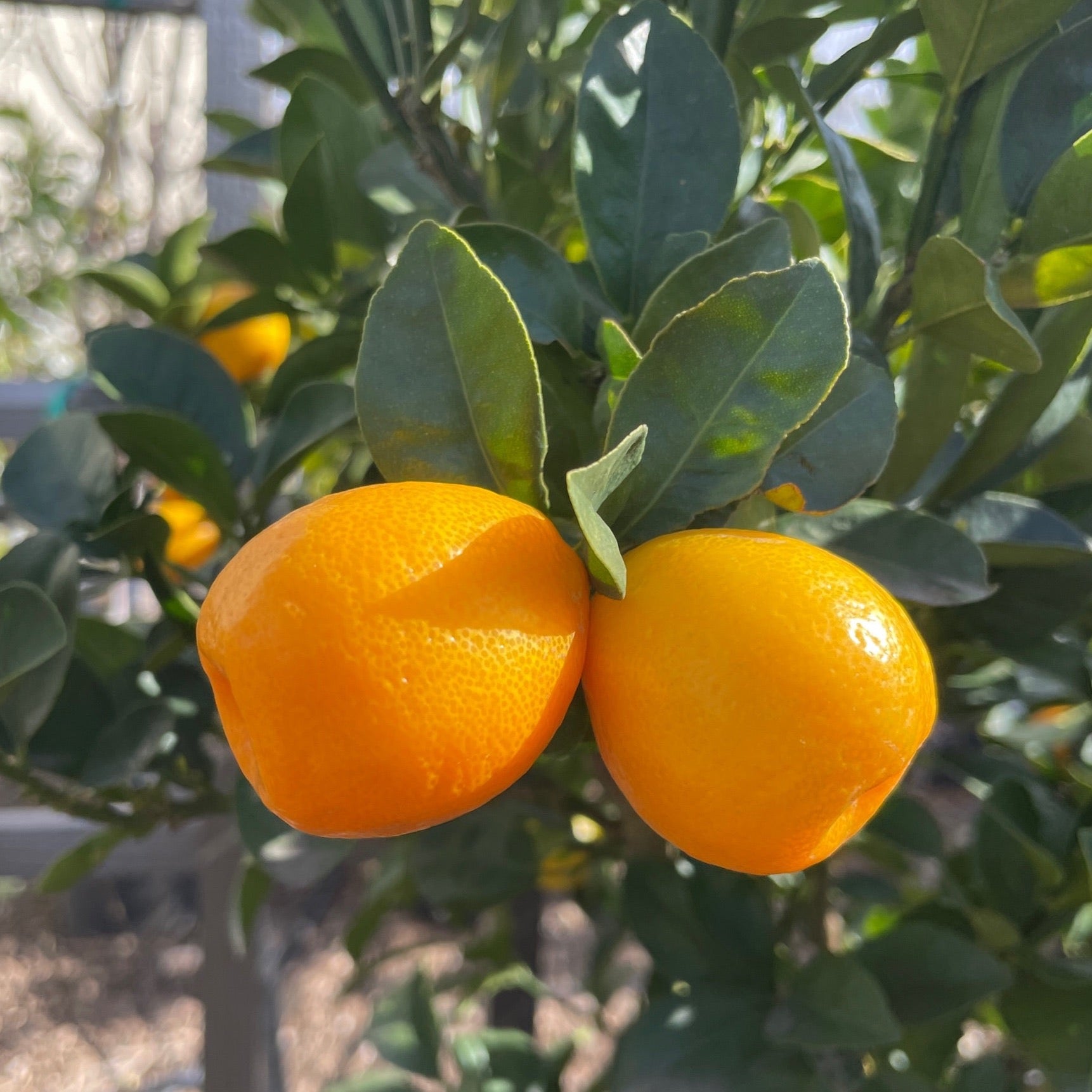 Sweet Kumquat