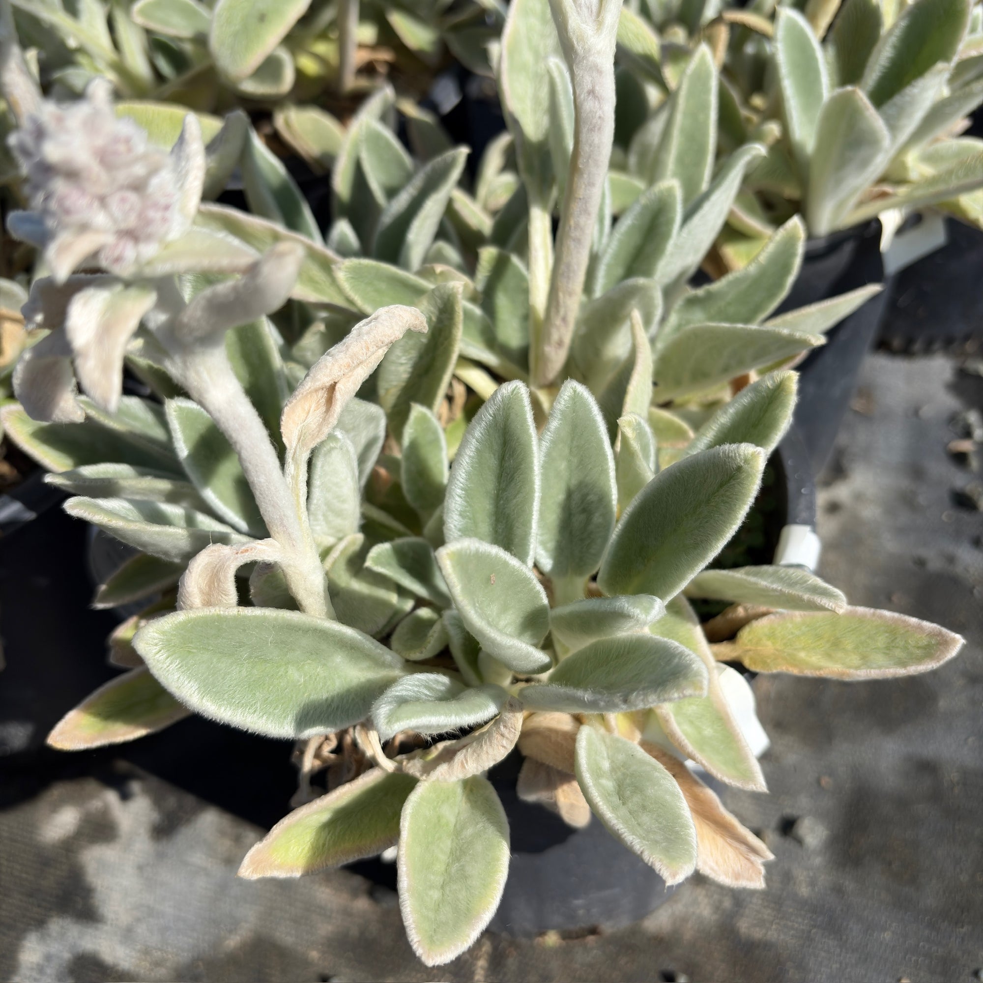 Silver Carpet Lamb's Ear