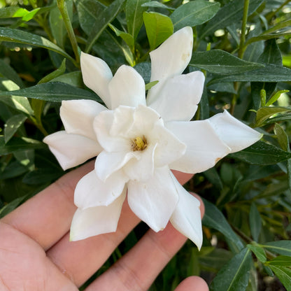 Gardenia-Campsis grandiflora