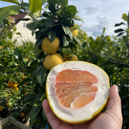 Grapefruit Tree - Chandler Grapefruit