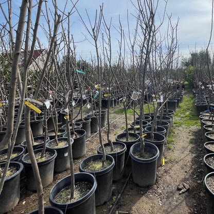 European plum-Italian prune