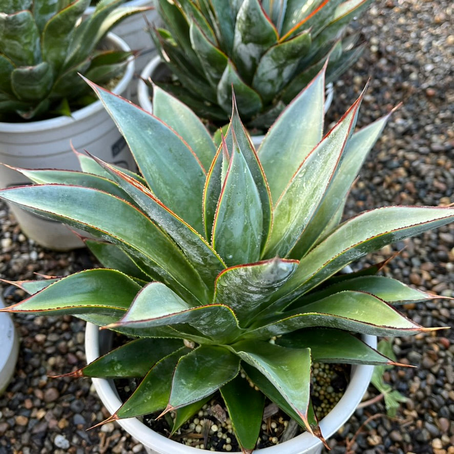 蓝辉龙舌兰