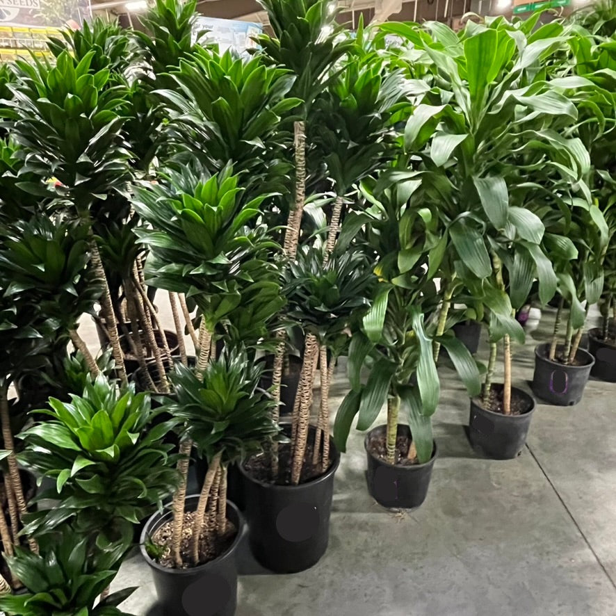 Dracaena JC Compacta