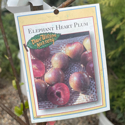 Plum Tree - Elephant Heart Plum