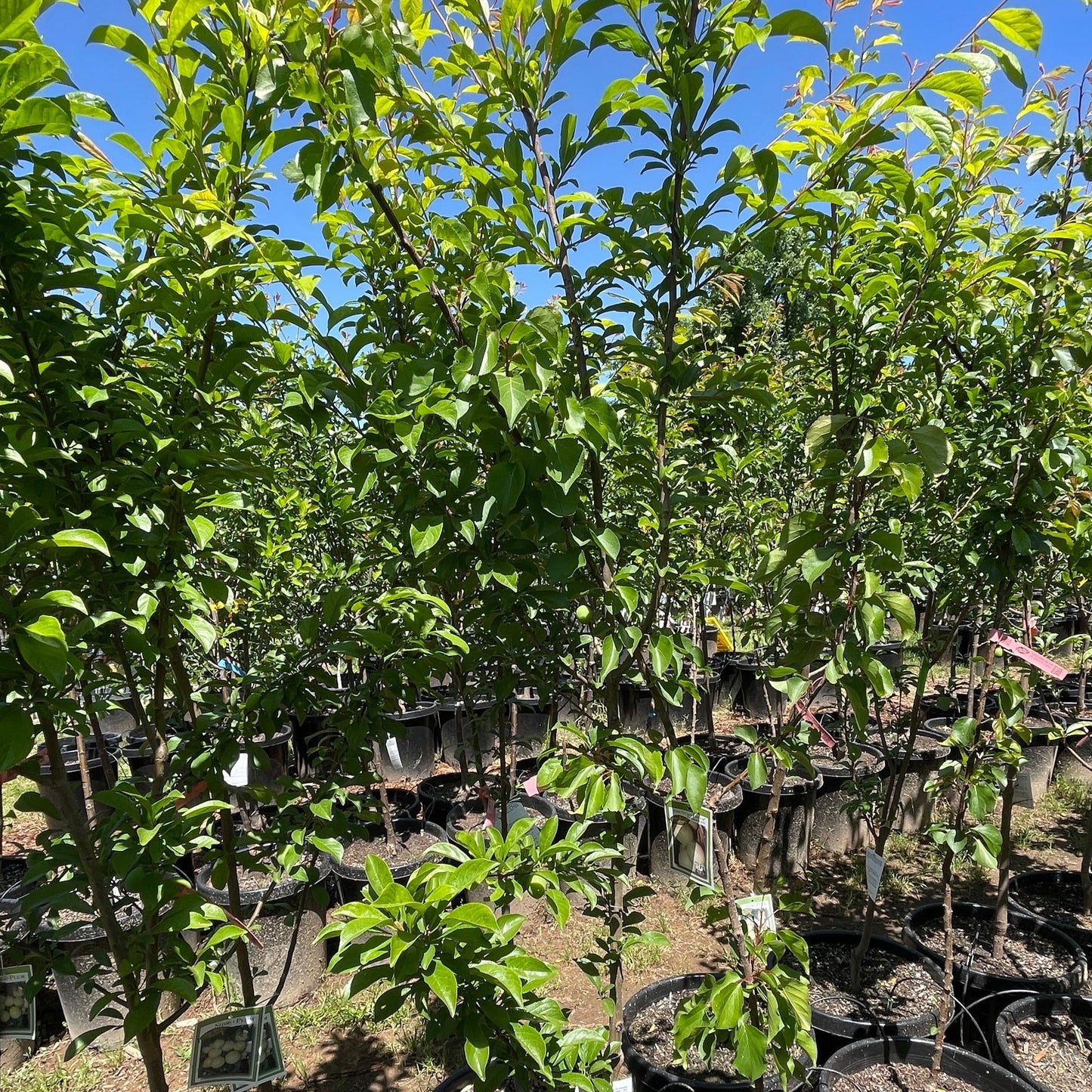 Plum Tree – Japanese Yellow Plum