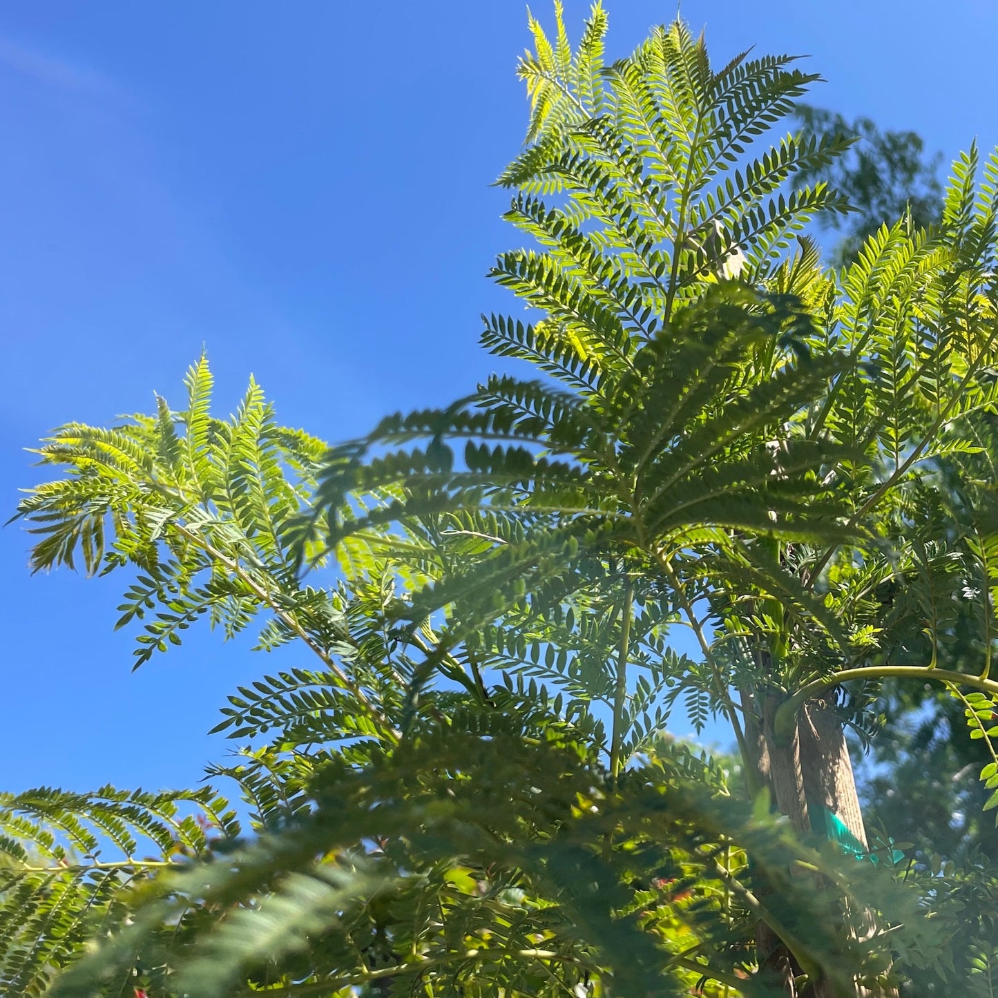 Semi-evergreen tree - Jacaranda