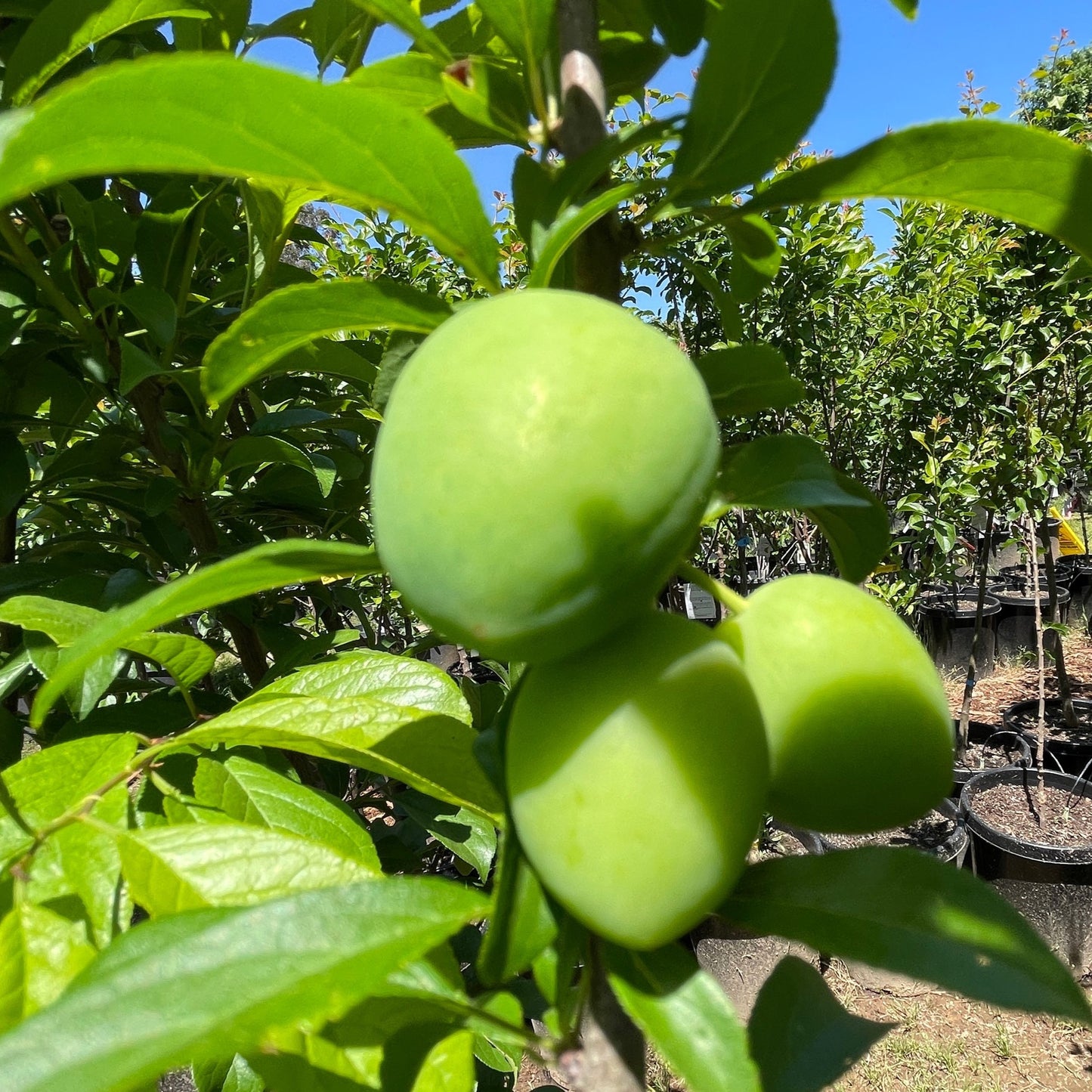 Plum Tree – Japanese Yellow Plum