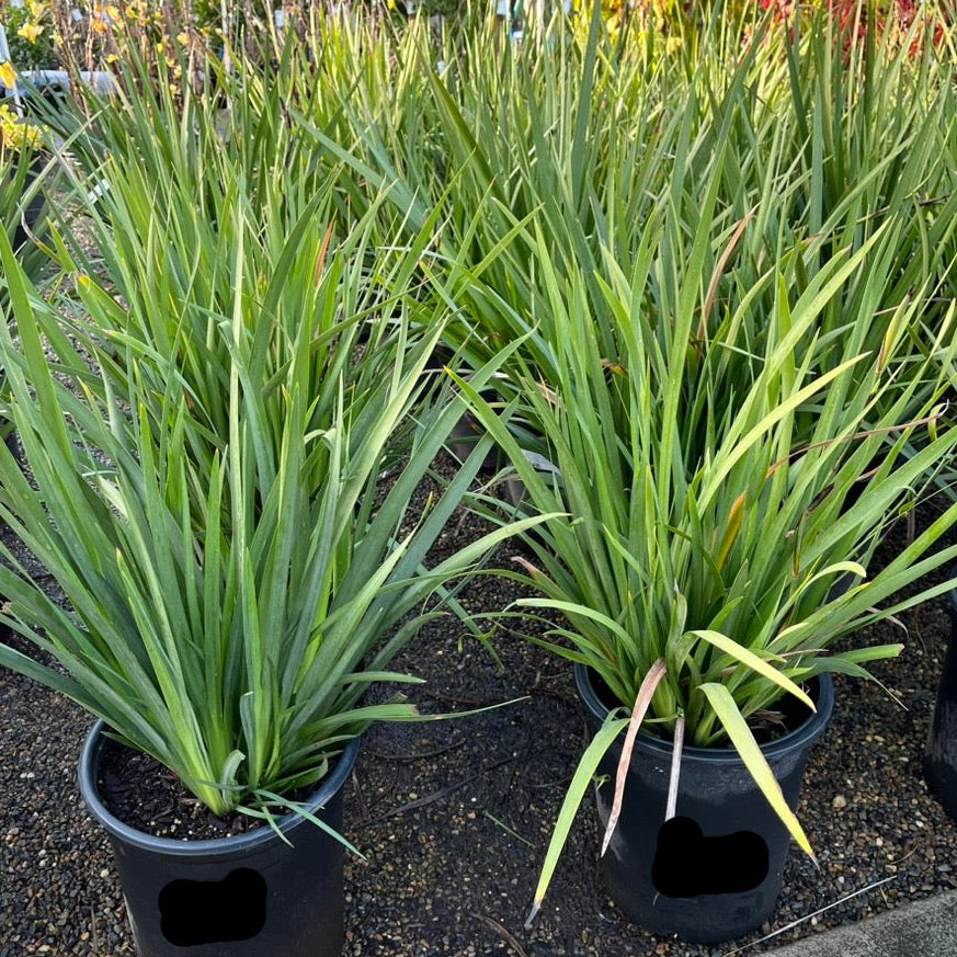 Dietes vegeta