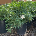 Frostproof Gardenia
