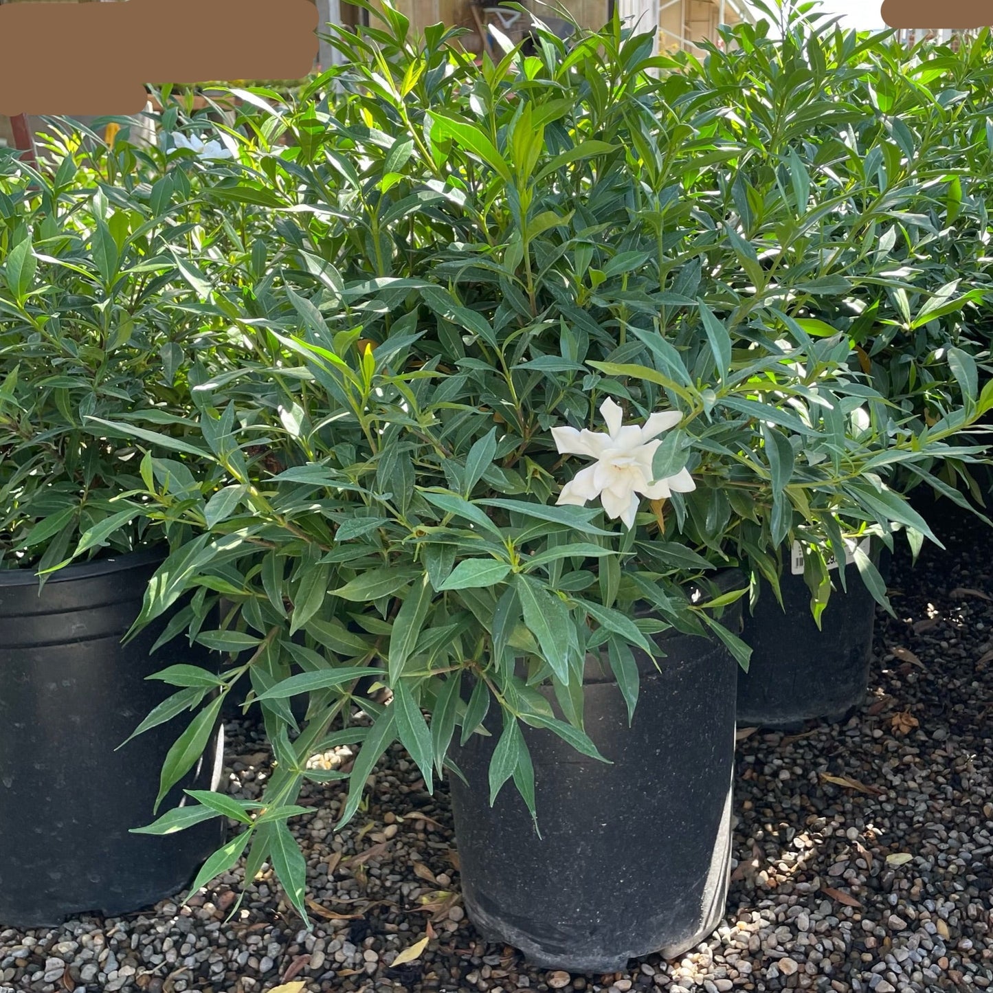 Gardenia-Campsis grandiflora