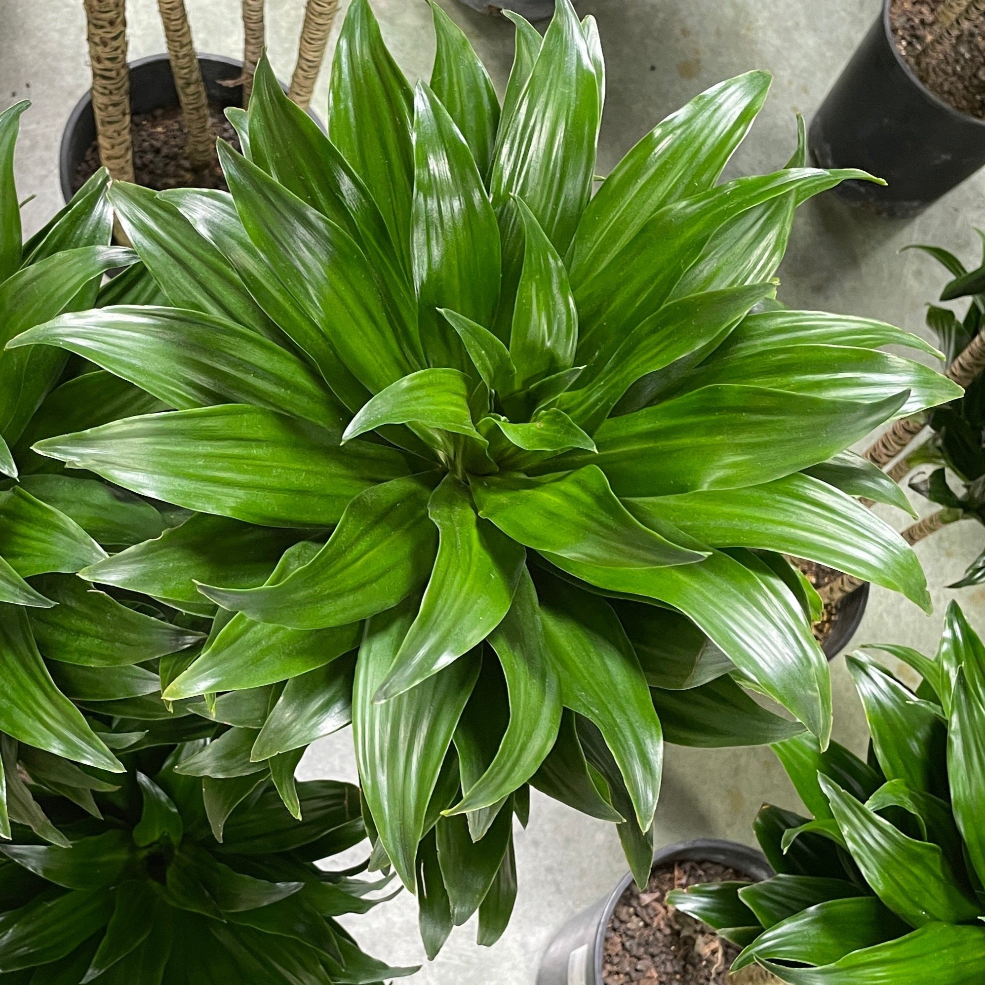 Dracaena JC Compacta