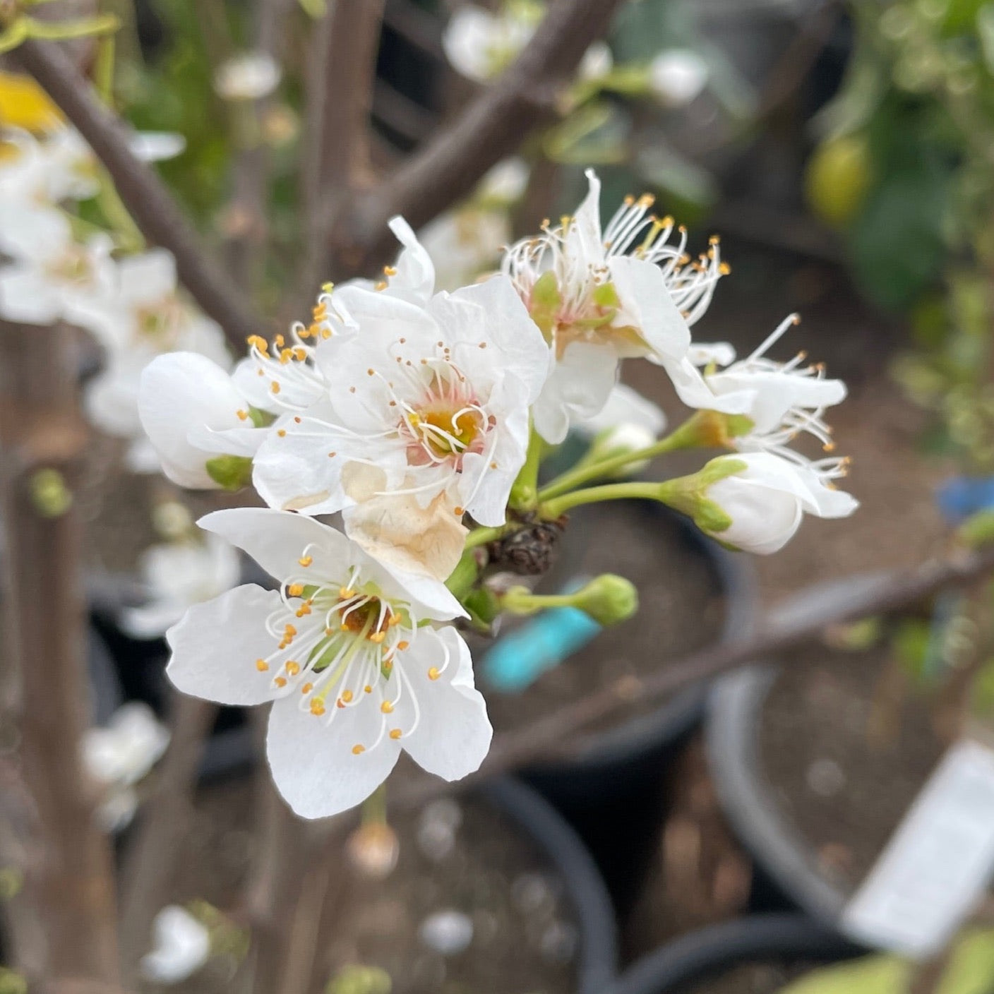 Plum Trees – Burgundy Plum