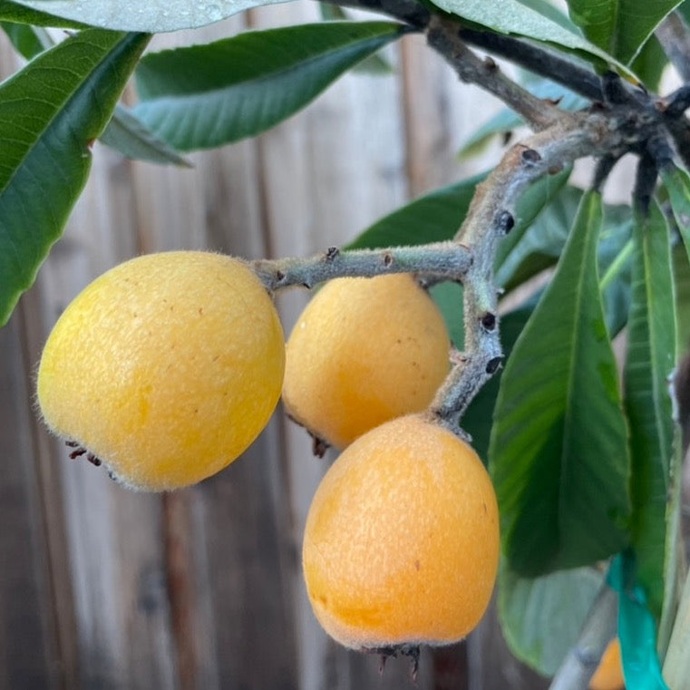 Champagne Loquat