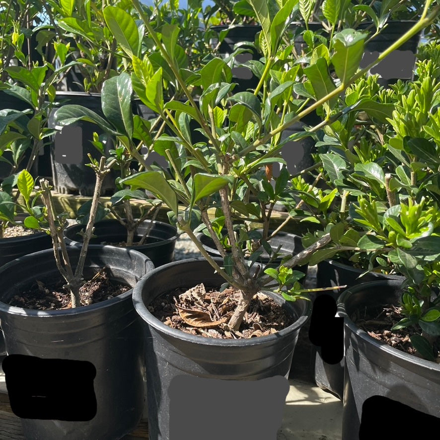 Frist Love Gardenia