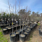 Mproved French Prune