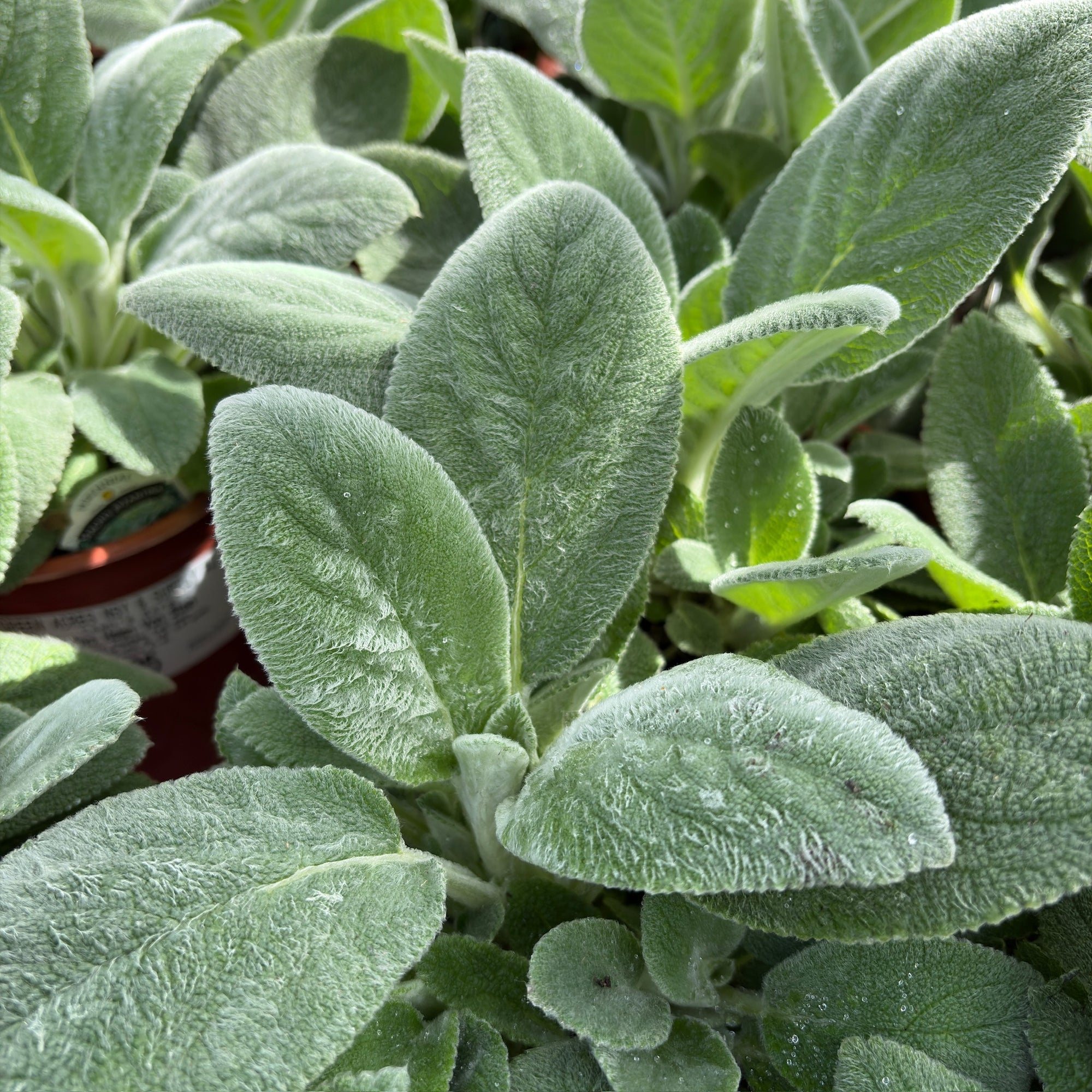 Silver Carpet Lamb's Ear