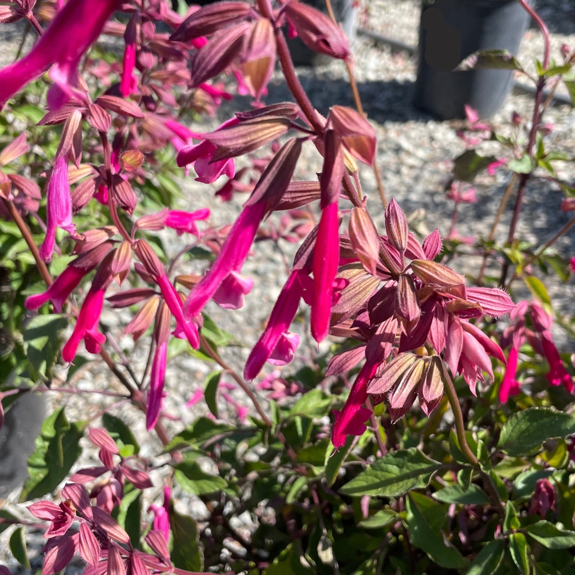 Kisses and Wishes Salvia