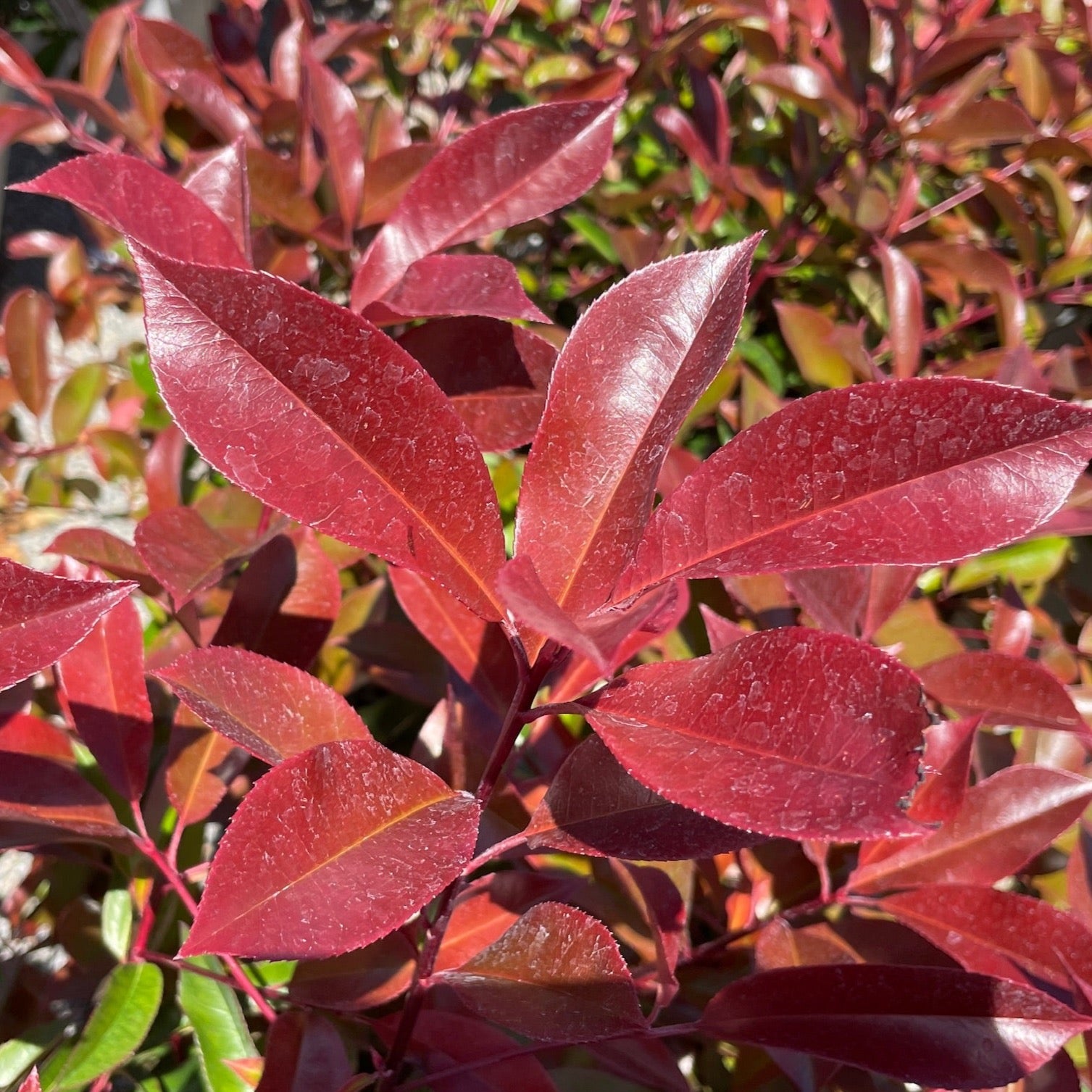 Red Tip Photinia
